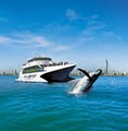 Gold Coast Whale Watching image 2