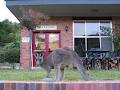 Grampians Motel image 4