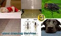 Great Dane Carpet Cleaning & Pest Control Narangba, Brisbane image 4