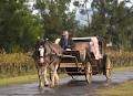 Hunter Valley Horse Riding And Carriage Tours logo