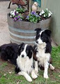 Kybrooke Pet Resort image 4