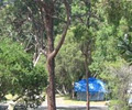 Lane Cove River Tourist Caravan Park image 6