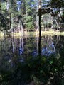 Maroochy Bushland Botanic Garden logo