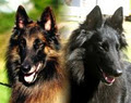 Moonshadow Belgian Shepherds image 1