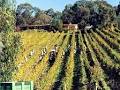 Mt Lofty Ranges Vineyard logo