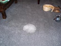 Oz Carpet Repairs image 3