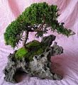 Padre Pio Bonsai image 2