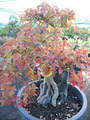 Padre Pio Bonsai image 3