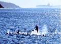 Polperro Dolphin Swims image 2