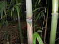 Red Cloud Bamboo image 2