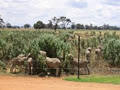 Saltbush Meats image 3