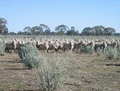 Saltbush Meats logo