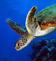 Silverswift - Cairns Reef Dive Tours image 3