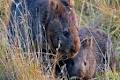 Tasman Island Adventure Cruises image 5