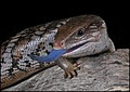 The Bearded Dragon image 4