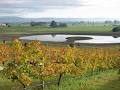 Traralgon Vineyard image 6