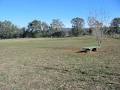 ACT Companion Dog Club image 1