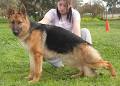 Adopt A German Shepherd image 2