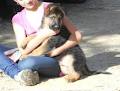 Adopt A German Shepherd image 6