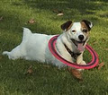 All Terrier Motives Pet Care image 1