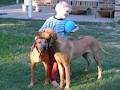 Amakhosi Rhodesian Ridgebacks image 1