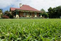 Anco Instant Lawn image 1