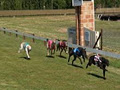 Armidale Greyhound Racing Club logo