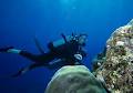 Aussie Reef Dive image 5