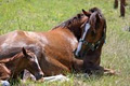 Bellhaven Horse Stud logo