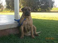 Billabong Boerboels image 2