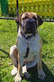 Billabong Boerboels image 3