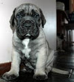 Billabong Boerboels image 4