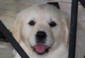 Blondus Dogus Dog Walking and Pet Sitting logo