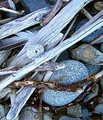 Bruny Shore image 3