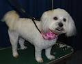 CK Design Dog Grooming image 3