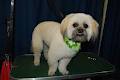 CK Design Dog Grooming image 5