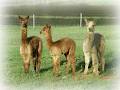 Coraz Alpacas image 3