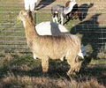 Coraz Alpacas logo