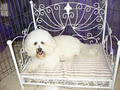 Country Canines Grooming & Clipping Salon logo