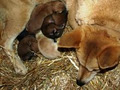 DAJACKIE MINI FOXIES & AUSTRALIAN DINGOES image 6