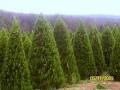 Daylesford Christmas Tree Farm image 2