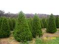 Daylesford Christmas Tree Farm image 3