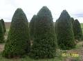 Daylesford Christmas Tree Farm image 4