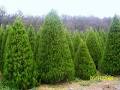 Daylesford Christmas Tree Farm image 5