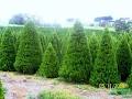 Daylesford Christmas Tree Farm image 6