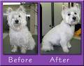 Dog Groomers Inner West image 5