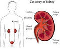 Dr Thin Han's Specialist Renal Service. image 2