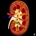 Dr Thin Han's Specialist Renal Service. image 3