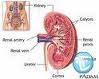 Dr Thin Han's Specialist Renal Service. logo