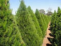 Dural Christmas Tree Farm image 4